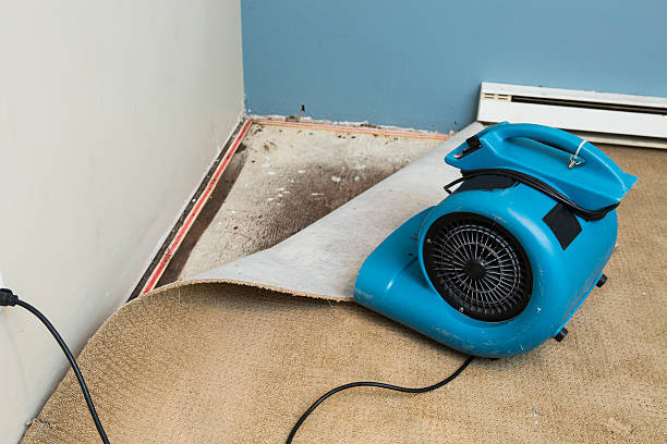 Best Mold removal after water damage  in Loomis, CA